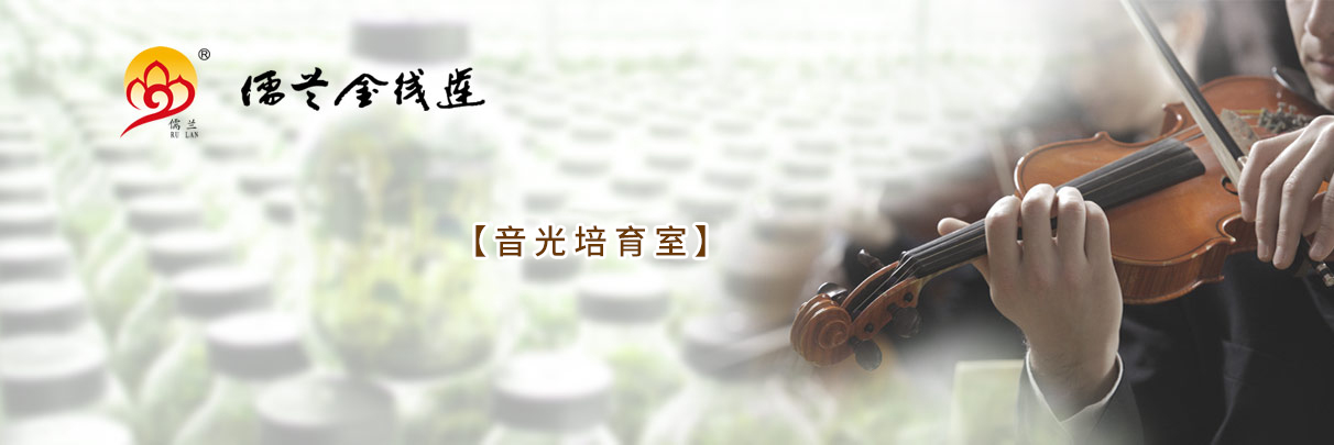 幻灯片一